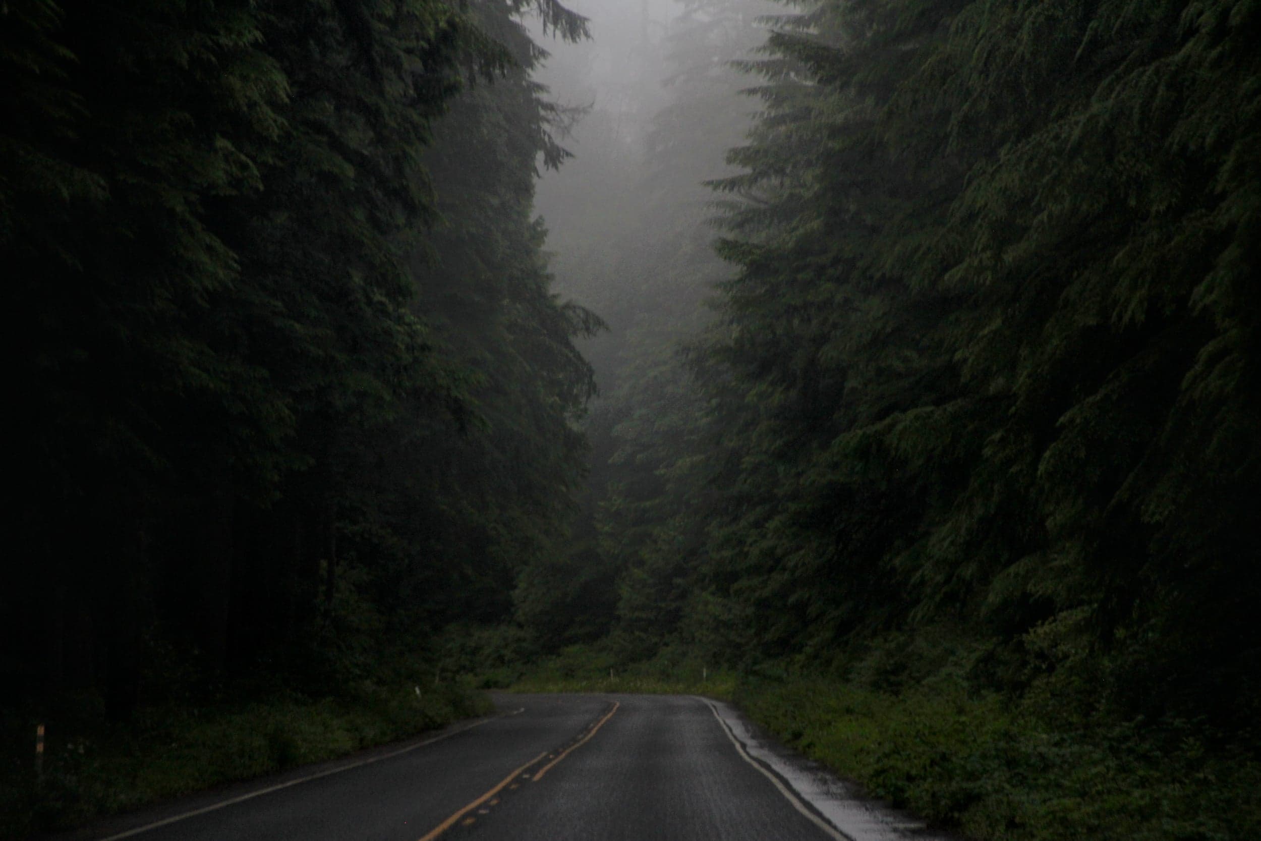 Fog Trees