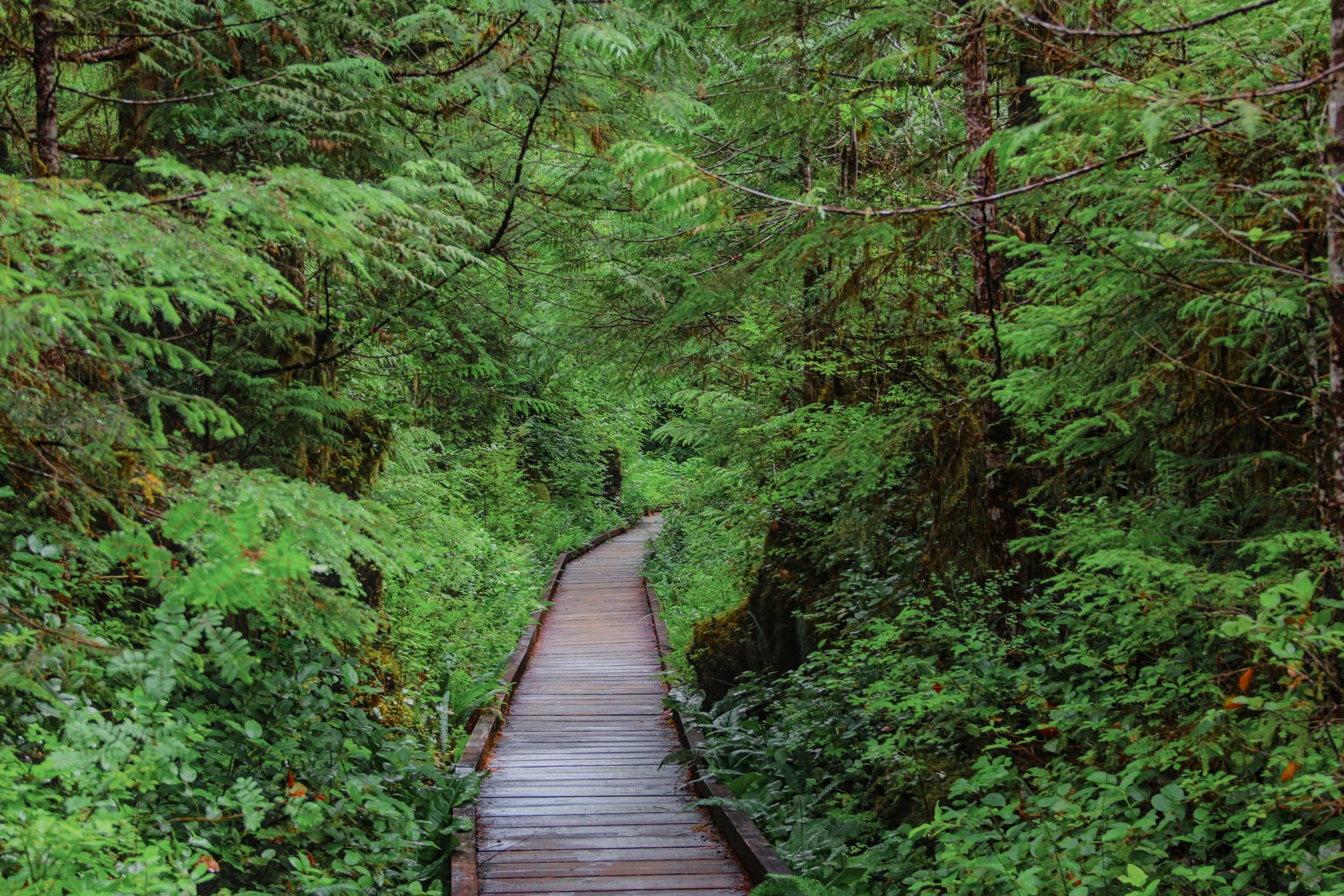 Wood Path